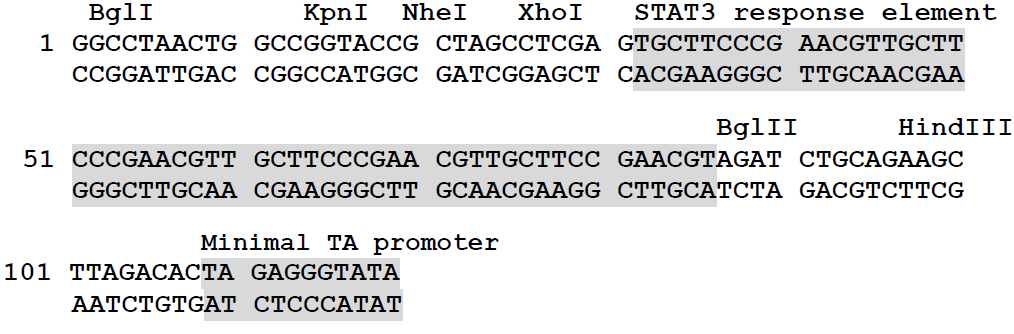 pSTAT3-TA-luc载体图谱1