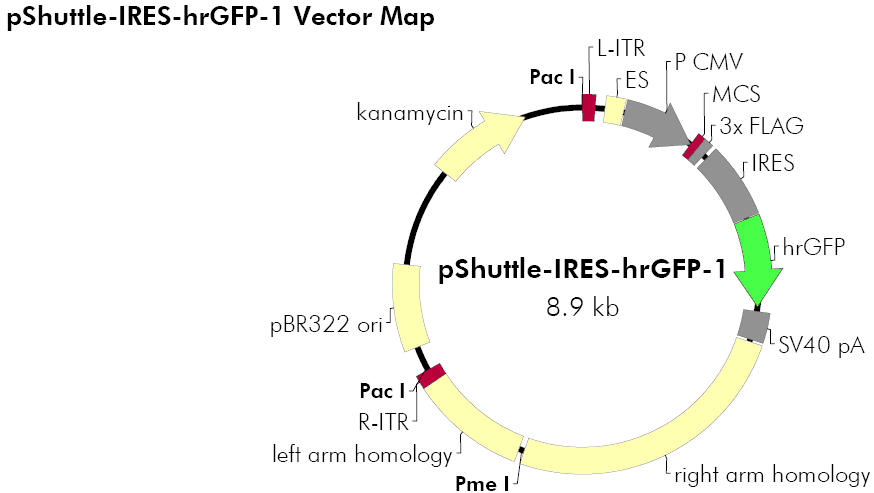 pShuttle-IRES-hrGFP-1载体图谱