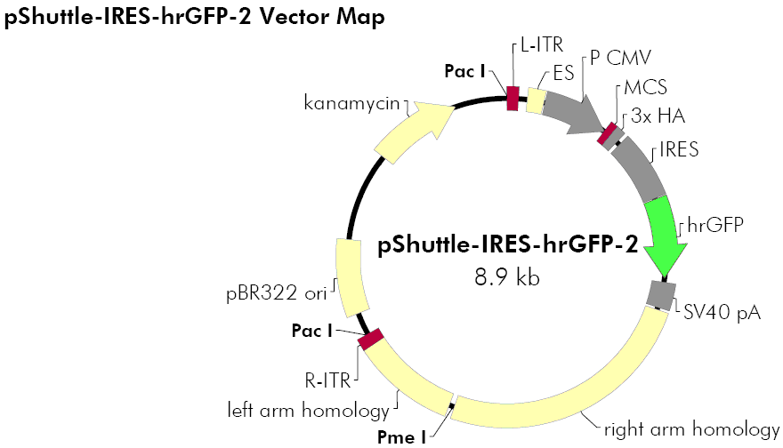 pShuttle-IRES-hrGFP-2载体图谱