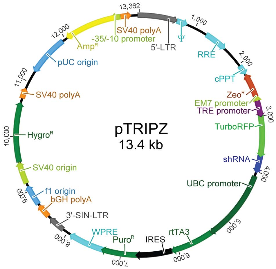 ptripz慢病毒表达载体质粒图谱序列抗性价格报价biovector ntcc inc.