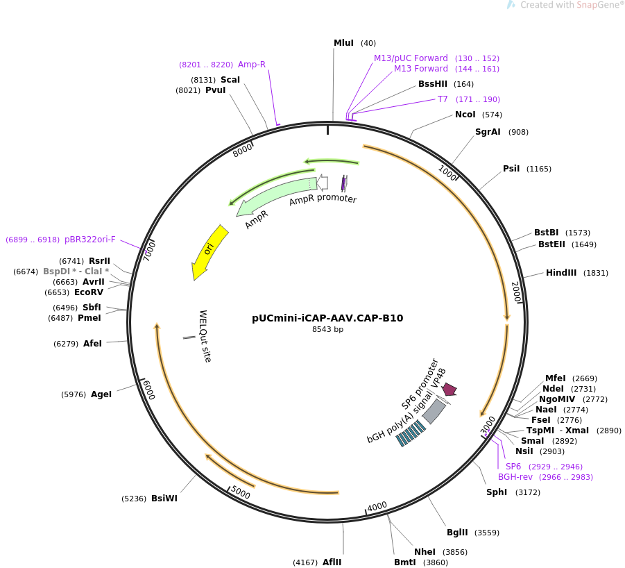 PUCmini-iCAP-AAV.CAP-B10载体图谱质粒图谱、序列、价格、抗性、测序引物、大小等基本信息_生物风载体