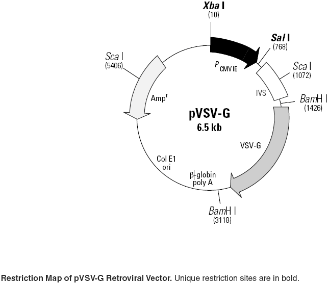 pVSV-G载体图谱