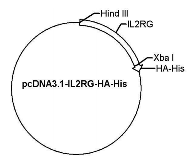 pcDNA3.1-IL2RG-HA-His载体图谱
