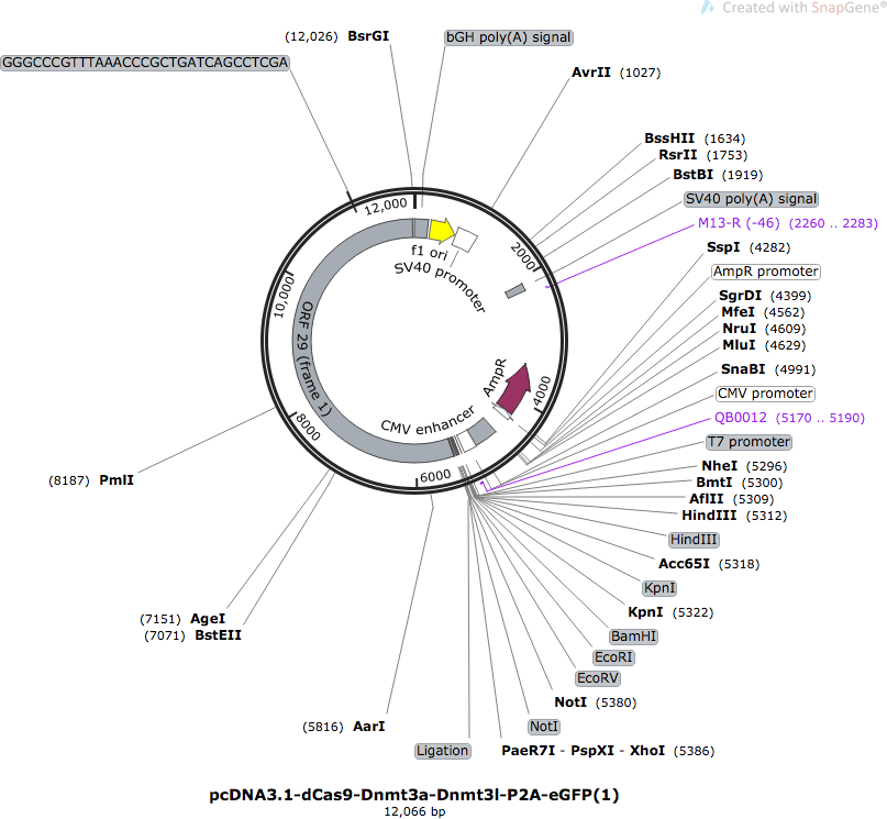 pcDNA3.1-dCas9-Dnmt3a-Dnmt3l-P2A-eGFP载体图谱