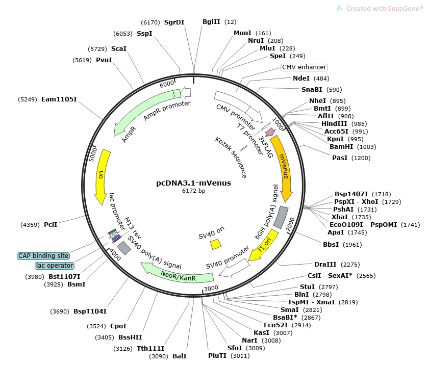pcDNA3.1-mVenus载体图谱