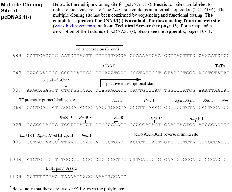 pcdna3.1(-)质粒图谱序列抗性价格报价biovector ntcc inc.
