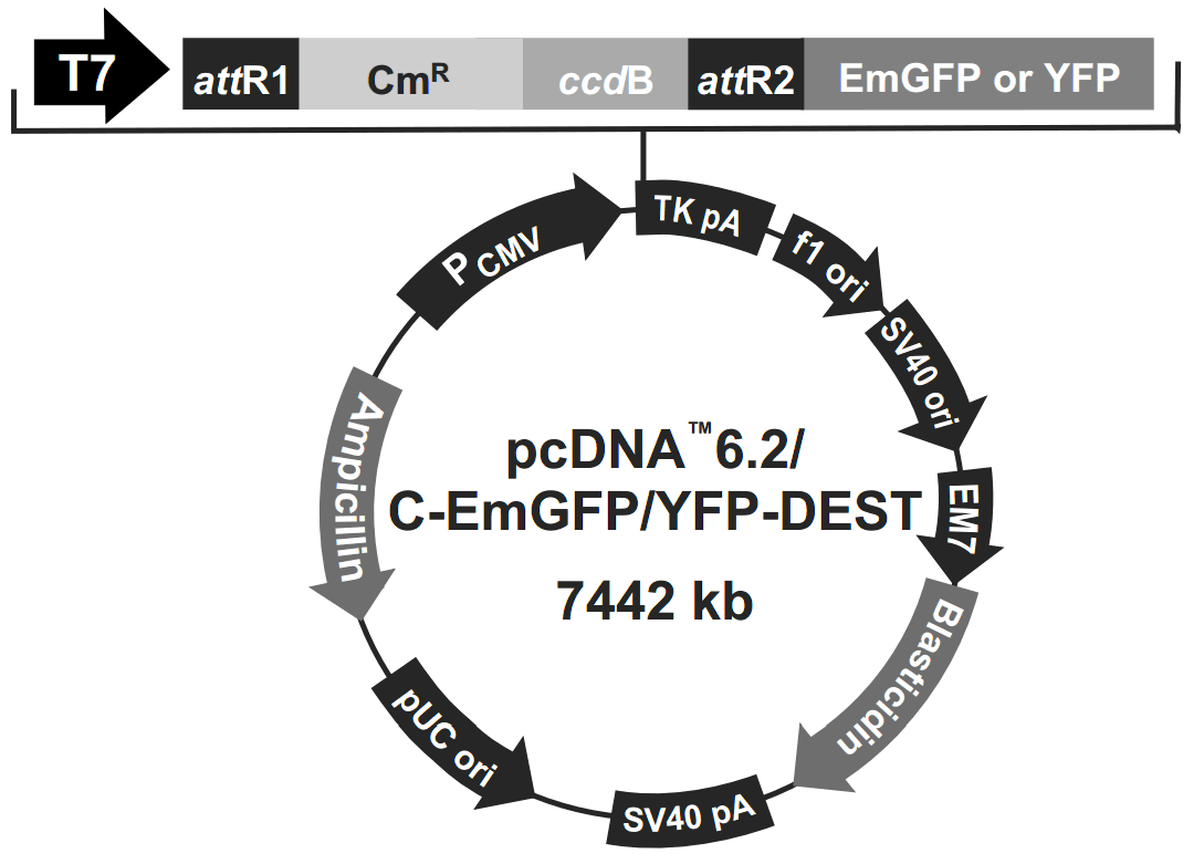 pcdna6.2-c-yfp-dest 载体图谱