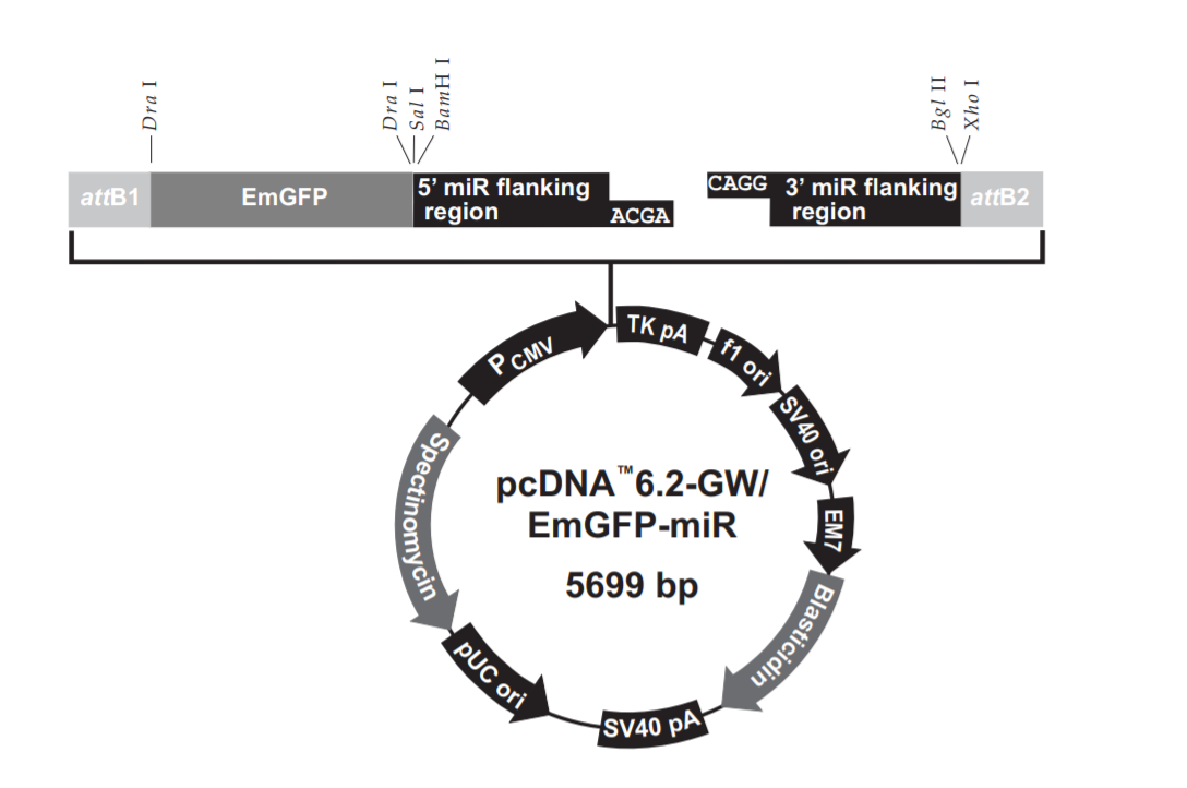 pcDNA6.2-GWEmGFP-miR载体图谱