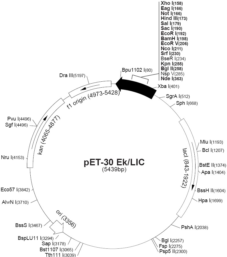pet-30 ek/lic pet30 xa/lic载体质粒图谱,序列,价格,抗性,测序引物