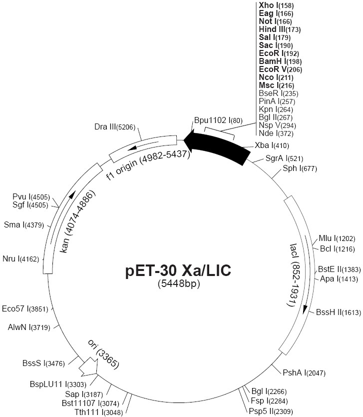 pet30 Xa/LIC载体图谱