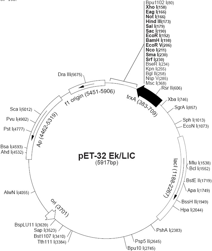 pet32 EK/LIC载体图谱