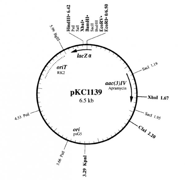 pkc1139载体图谱