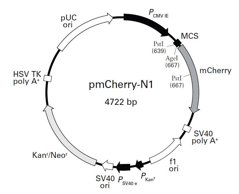 pmcherry-n1载体质粒图谱,序列,价格,抗性,测序引物,大小等基本信息_