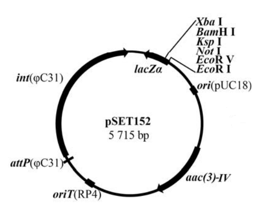 pset152载体图谱