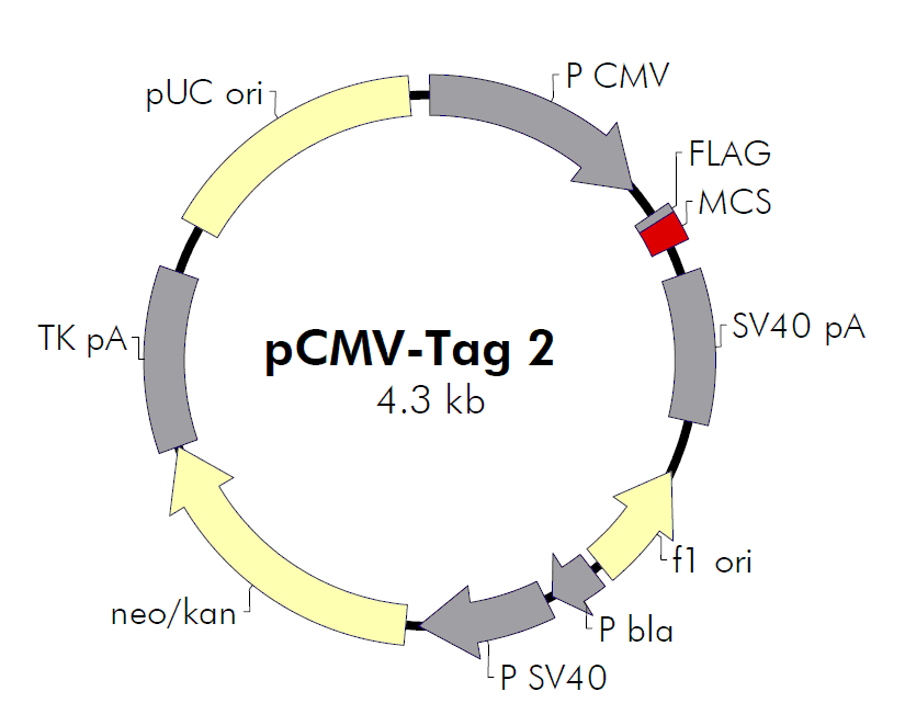 pCMV-Tag 2C - 上海沪震实业有限公司