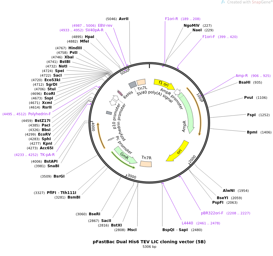 pFastBac Dual His6 TEV LIC cloning vector (5B)载体图谱质粒图谱、序列、价格、抗性、测序引物、大小 ...