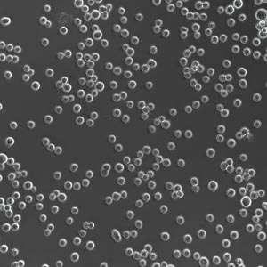 ExpiCHO-S细胞图片