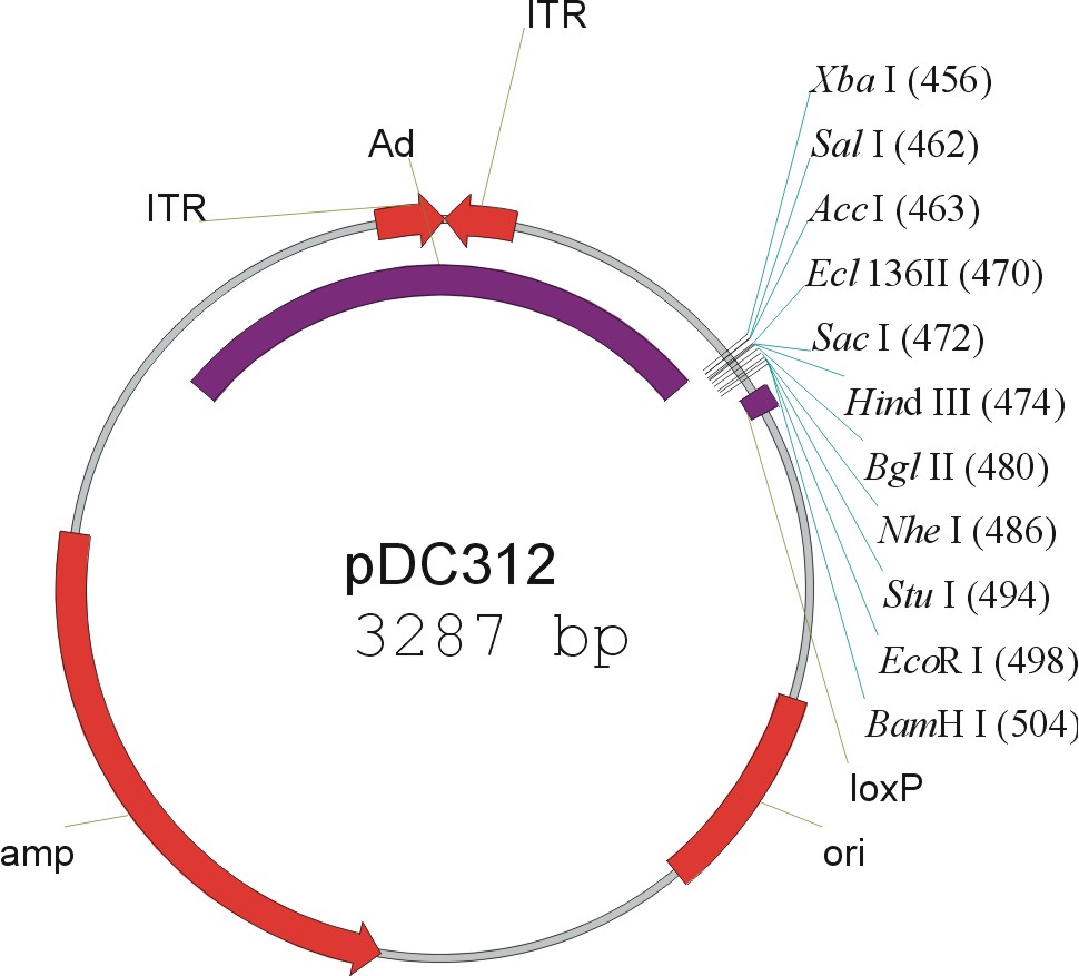 pdc312腺病毒載體