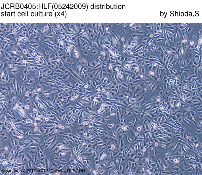 ATCC CCL-228 HLF细胞图片