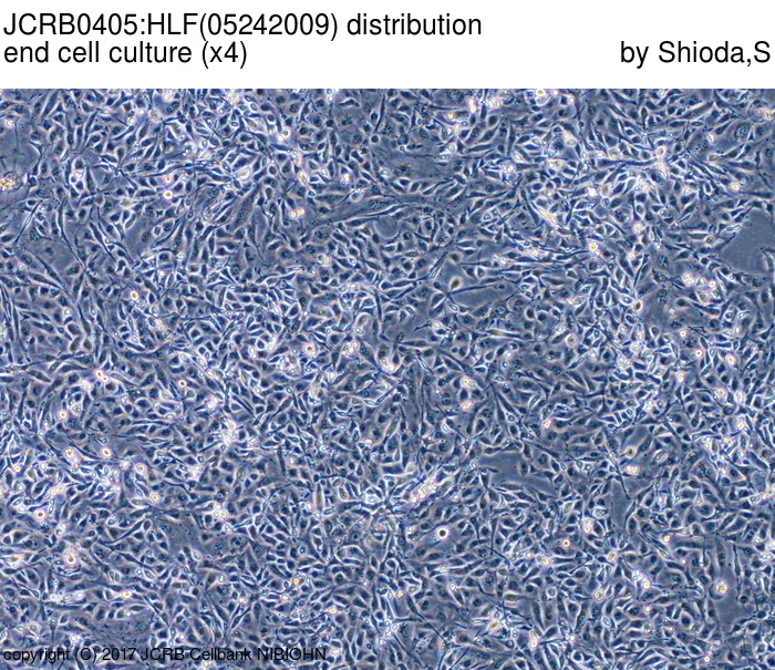 ATCC CCL-228 HLF细胞图片