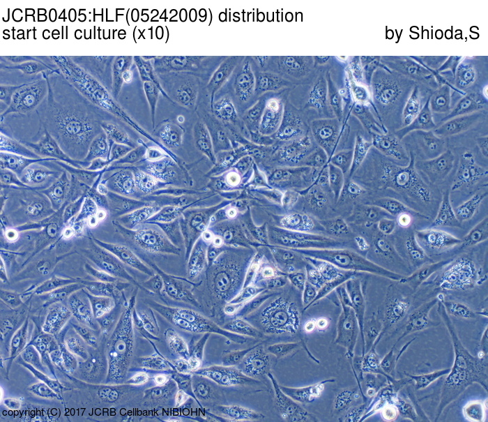 ATCC CCL-228 HLF细胞图片