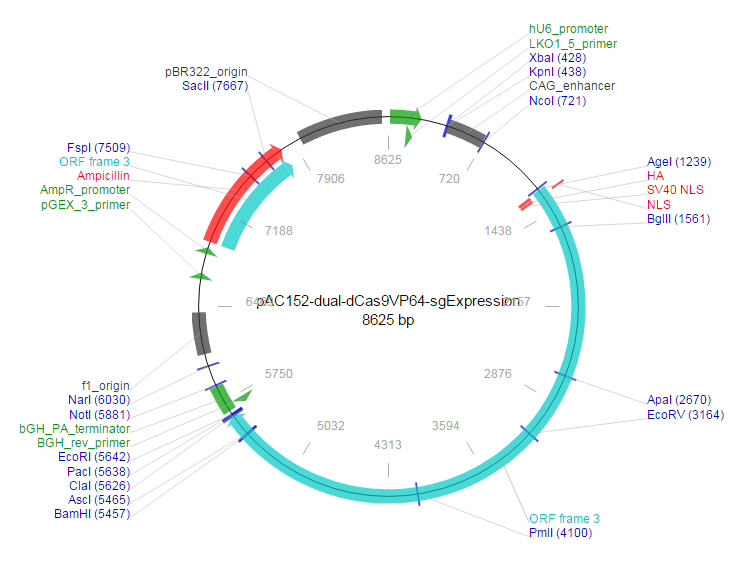 pac152dualdcas9vp64sgexpression